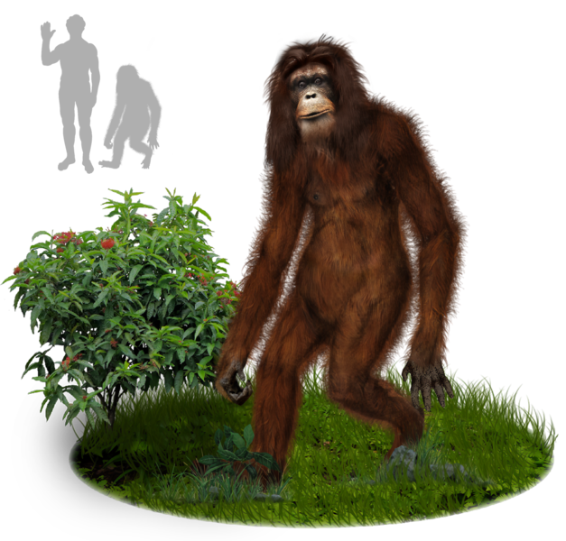 File:Orang Pendek.png