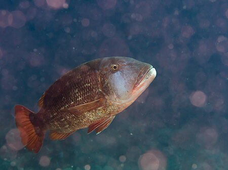 Lethrinus erythracanthus