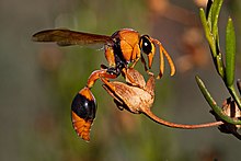 Orange Potter Wasp (Delta bicinctus) .jpg