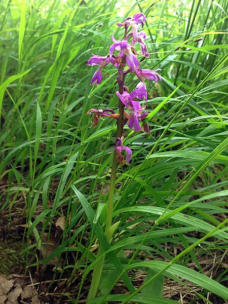 File:Orchis mascula - 0391.jpg