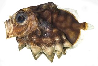 <i>Oreosoma atlanticum</i> Species of fish