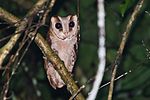 Oriental bay owl, Phodilus badius - Nasional Khao Yai Park.jpg