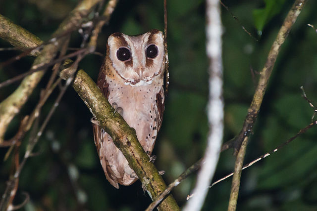 File:Oriental_bay_owl,_Phodilus_badius_-_Khao_Yai_National_Park.jpg