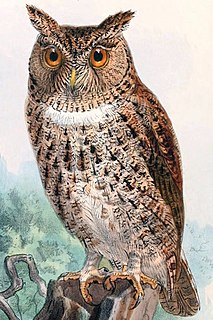 Wallaces scops owl Species of owl