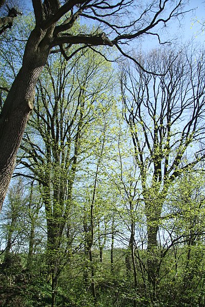 File:Overview of famous trees Skupina stromů u tvrze in Štěměchy, Třebíč District.jpg