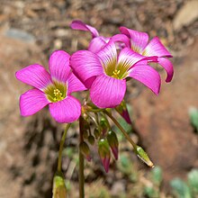 Oxalis Wikipedia