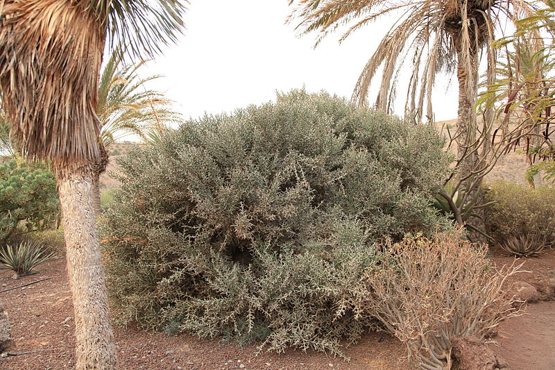 File:Pájara La Lajita - Oasis Park - Euphorbia stenoclada 03 ies.jpg