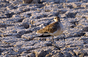 Vanellus Gregarius: Especie de ave