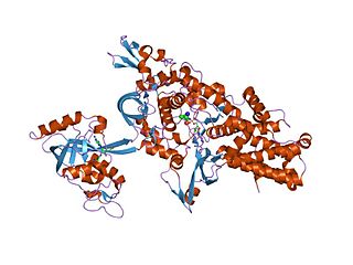 Aminoacyl tRNA synthetase