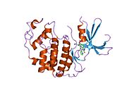 1p2a: ساختار کیناز 2 وابسته به سیکلین (CKD2) با یک مهارکننده نفتوستیریل سه جایگزین