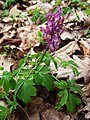 Čeština: Dymnivka dutá v přírodní rezervaci Vrch Baba u města Kosmonosy, okres Mladá Boleslav. English: Corydalis cava in the natural reserve of Vrch Baba at the town of Kosmonosy, okres Mladá Boleslav District, Czech Republic.