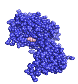 Space-filling model of the PTEN protein (blue) complexed with tartaric acid (brown). PTEN protein (space-filling model).png