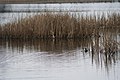 Natural monument Pařezitý near Svaté pole and an Eurasian coot