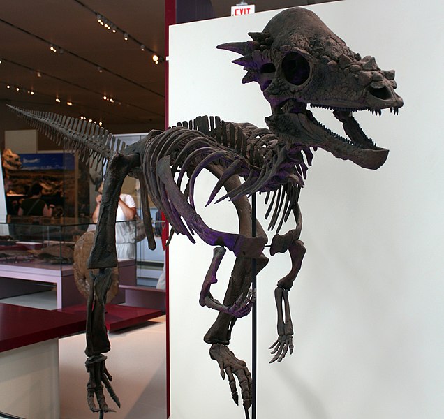 File:Pachycephalosaurus wyomingensis ROM.jpg