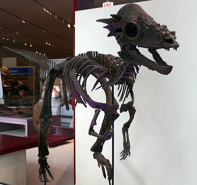 Pachycephalosaurus