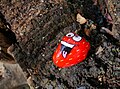 Painted pebble in Lesnes Abbey Woods, Abbey Wood.