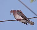 Pale-vented Pigeon (Patagioenas cayennensis) (4089364533) (cropped).jpg