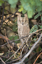 Thumbnail for Pallid scops owl