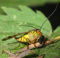 Female with prey