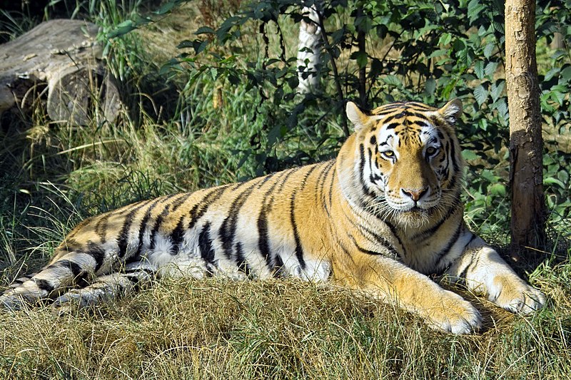 Fitxategi:Panthera tigris altaica - Pries.jpg