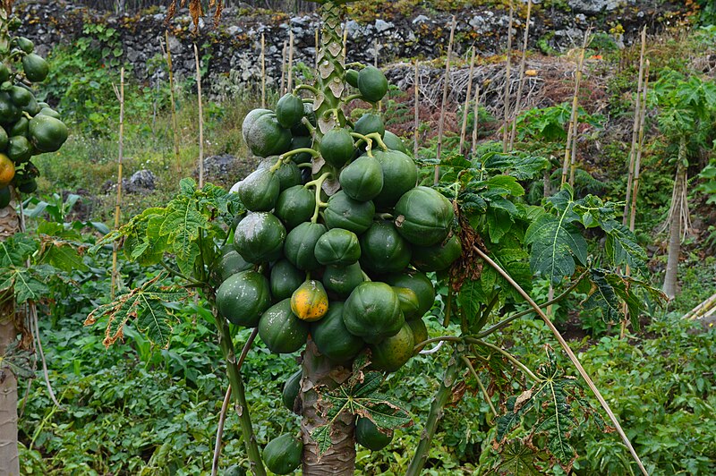 File:Papaias,em Porto Moniz,Madeira.JPG