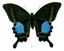 PapilioTamilanaF 492 1a.jpg