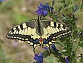 Papilio machaon (Schwalbenschwanz), Papilionidae (Ritterfalter)