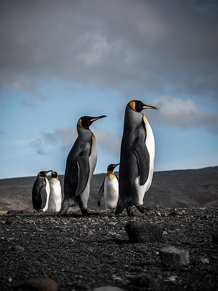 Penguins parading in the French Southern and Antarctic Lands