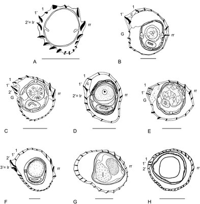 Synlofen bij verschillende rondwormen uit het geslacht Odilia. Dwarsdoorsnede middengedeelte van het lichaam. afkortingen in de afbeeldingen: 1, 1’, 2’, 3’: ribbels 1, 1’, 2’, 3’; AO: orientatie-as van de ribbels; c: hellingshoek of spoed; G: inkeping; lr: linkse ribbel; n: laatst dorsale (rugzijde) ribbel; n’: laatste ventrale (buikzijde) ribbel; rr: rechtse ribbel. Maatatreepjes: 50 mm.