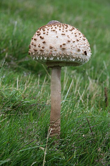 Macrolepiota procera