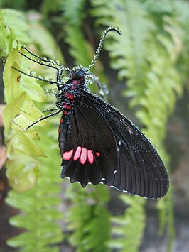 Parides anchises