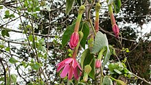 Passiflora × exoniensis (17192058092) .jpg