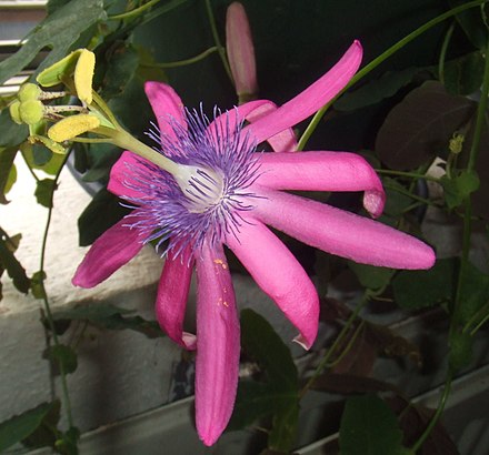 The corona of this Passiflora flower is a ring of purple filaments between the petals and the stamens.