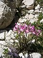 Pedicularis rosea