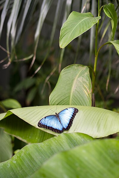 File:Peleides blue morpho (Morpho peleides).jpg