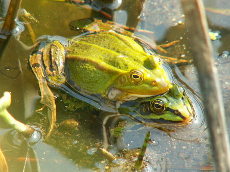 Pelophylax