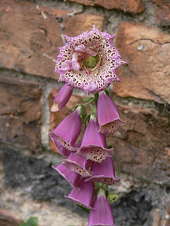 Digitalis purpurea (common foxglove) displaying an aberrant peloric terminal flower and normal zygomorphic flowers