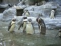 2008年10月4日 (土) 08:14時点における版のサムネイル