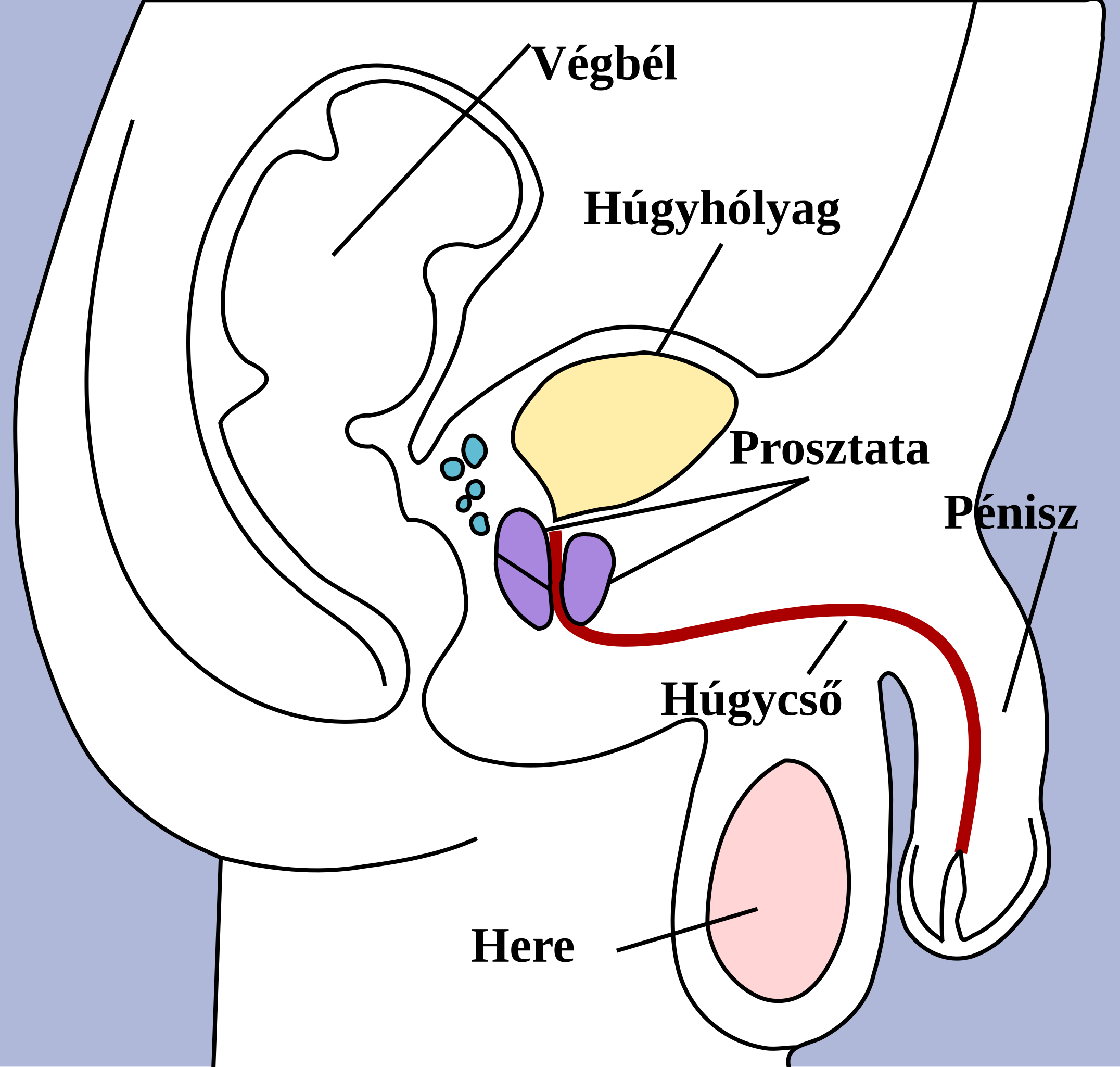 Urodinamikai vizsgálat menete - Prostatitis tabletták férfiakban