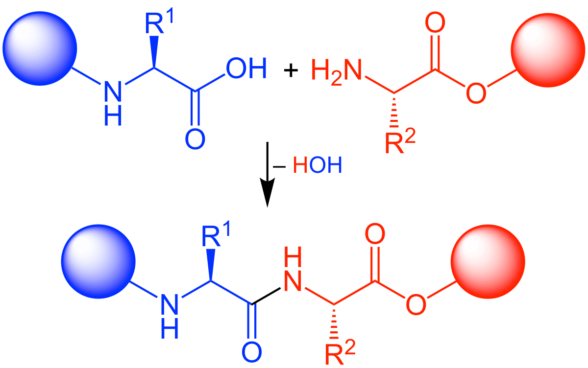 Peptide synthesis - Wikipedia