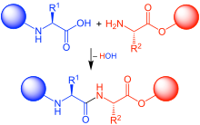 Coupling of two amino acids in solution. The unprotected amine of one reacts with the unprotected carboxylic acid group of the other to form a peptide bond. In this example, the second reactive group (amine/acid) in each of the starting materials bears a protecting group. Peptide coupling.svg