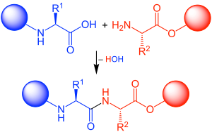 Peptide coupling.svg