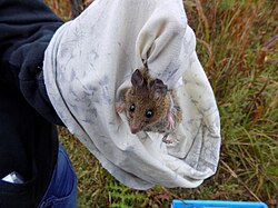 Peromyscus.jpg