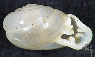 <i>Perrottetia heudei</i> Species of gastropod