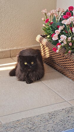 Gato Persa com Pelagem Escura