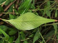 葉の裏面。暗色の斑紋が透ける。