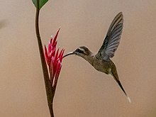 Phaethornis nattereri Cinnamon-throated Hermit; Chapada dos Guimaraes, Mato Grosso, Brazil.jpg