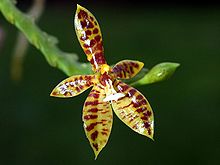 Phalaenopsis cornu-cervi Orchi 14.jpg