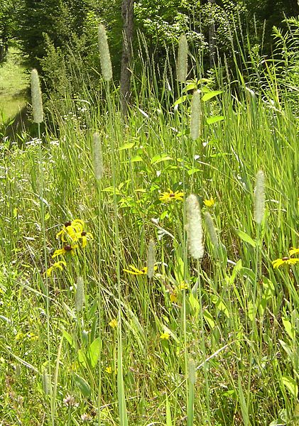 File:Phalaris arundinacea.jpg