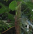 Philodendron giganteum02.jpg